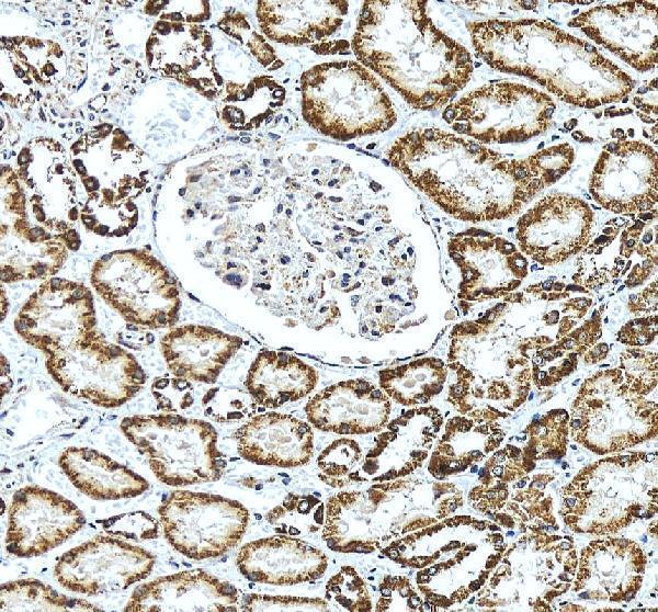 pa1317 2 mt co1 primary antibodies ihc testing 4