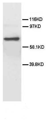 pa1325 1 chrm2 primary antibodies wb testing 2