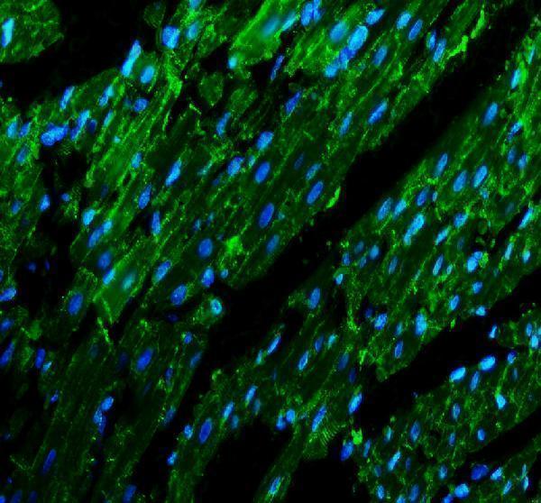 pa1328 cdh2 primary antibodies if testing 1