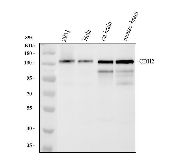 Western blot analysis of CDH2 using anti-CDH2 antibody (PA1328)