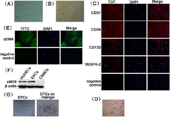 pa1334 oncotarget 07 39302 g001