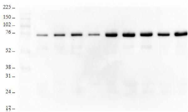 pa1340 grp94 primary antibodies wb testing 5