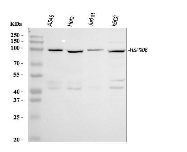 pa1340 hsp90b1 primary antibodies wb testing 1