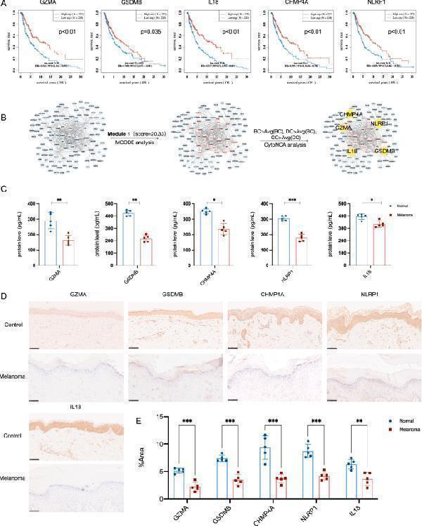 Melanoma specimens reduce PRGs positive cells in epidermal clinically