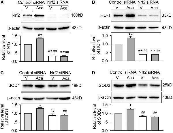 pa1345 fphar 09 00497 g007