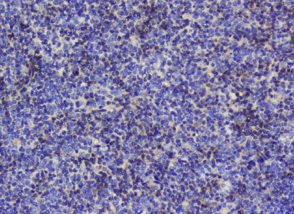 pa1345 sod1 primary antibodies ihc testing 3