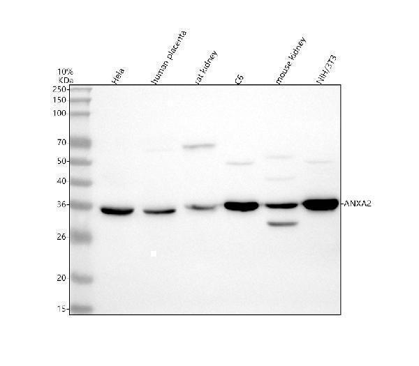 pa1348 anxa2 primary antibodies wb testing 1