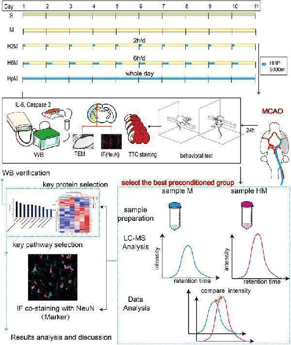 pa1352 fneur 12 750908 g001
