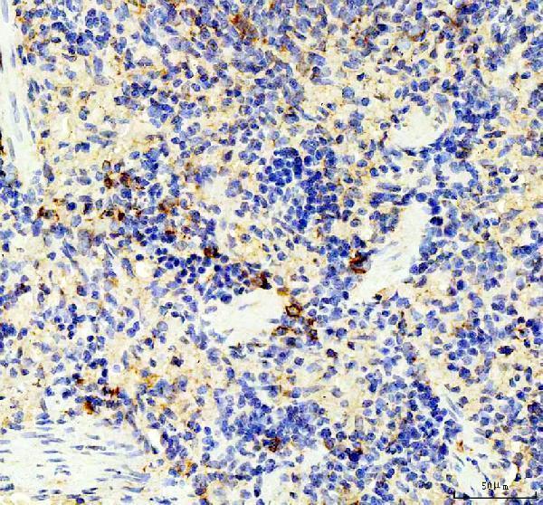 pa1352 il6 primary antibodies ihc testing 1