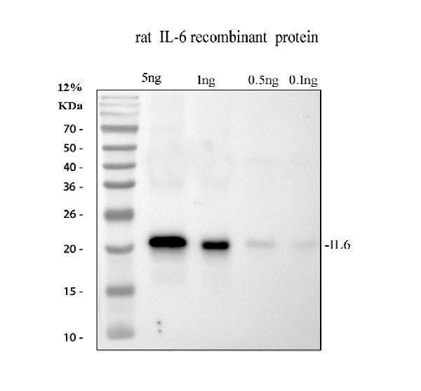 pa1352 il6 primary antibodies wb testing 1