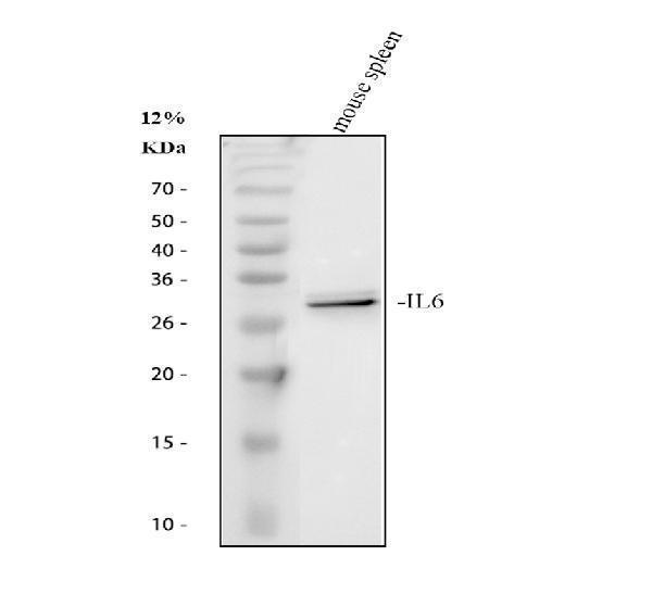 pa1352 il6 primary antibodies wb testing 2