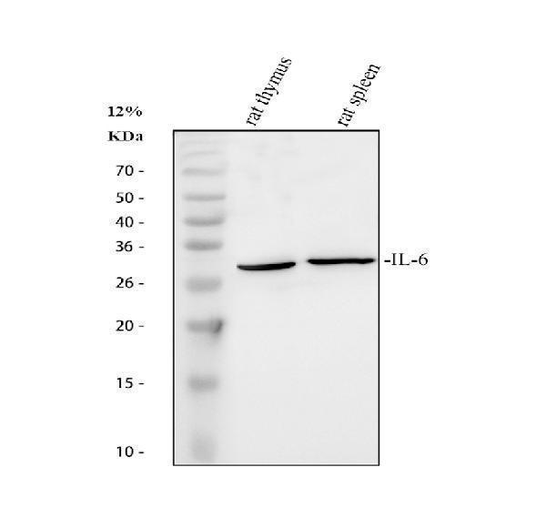 pa1352 il6 primary antibodies wb testing 3