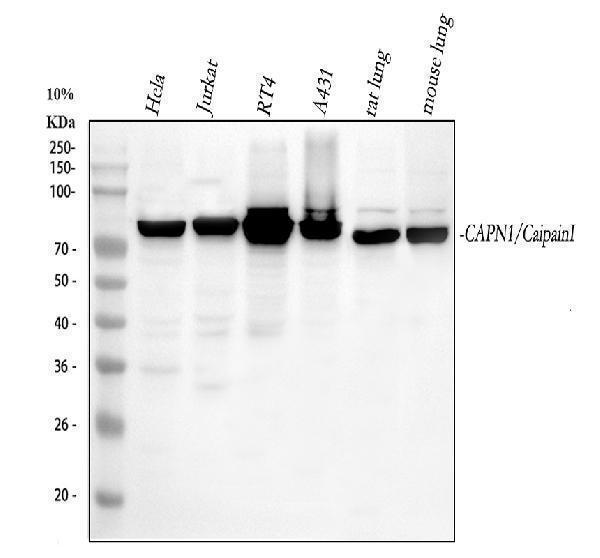  Western blot analysis of CAPN1 using anti-CAPN1 antibody (PA1364)