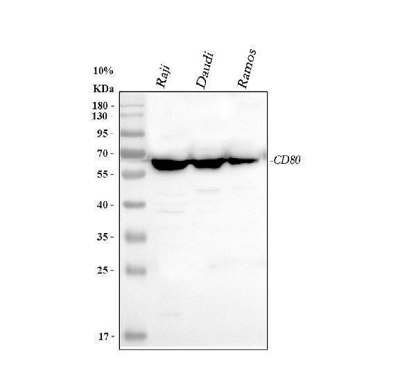  Western blot analysis of CD80 using anti-CD80 antibody (PA1365)
