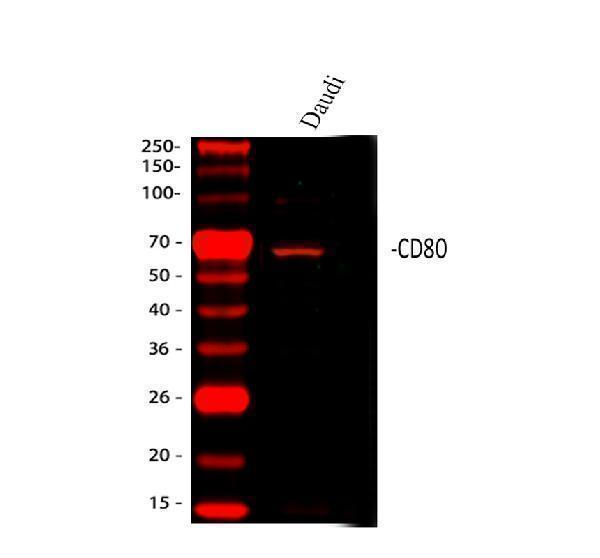  Western blot analysis of CD80 using anti-CD80 antibody (PA1549)