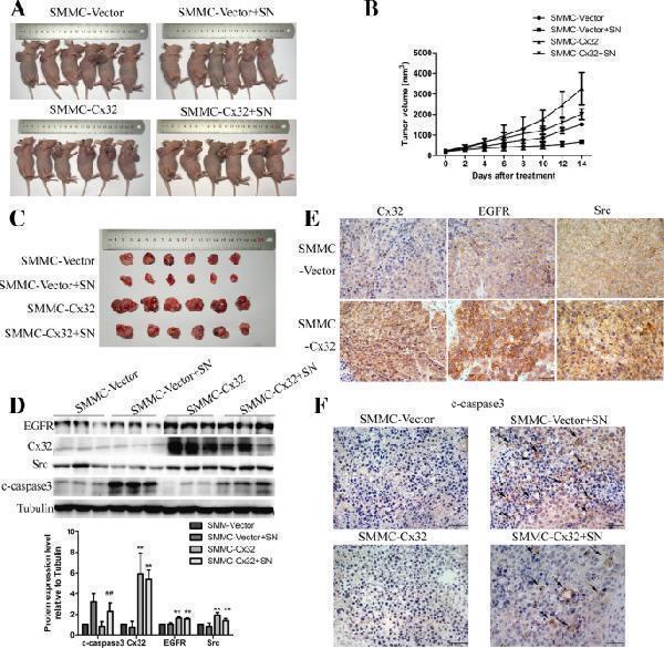 pa1367 13046_2019_1142_fig8_html
