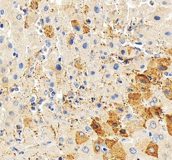 IHC analysis of Connexin-32/GJB1 using anti-Connexin-32/GJB1 antibody (PA1367)