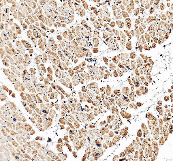 IHC analysis of GJA5 using anti-GJA5 antibody (PA1368)