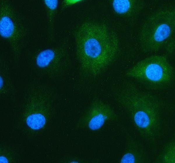 IF analysis of MAP2K1 using anti-MAP2K1 antibody (PA1376)