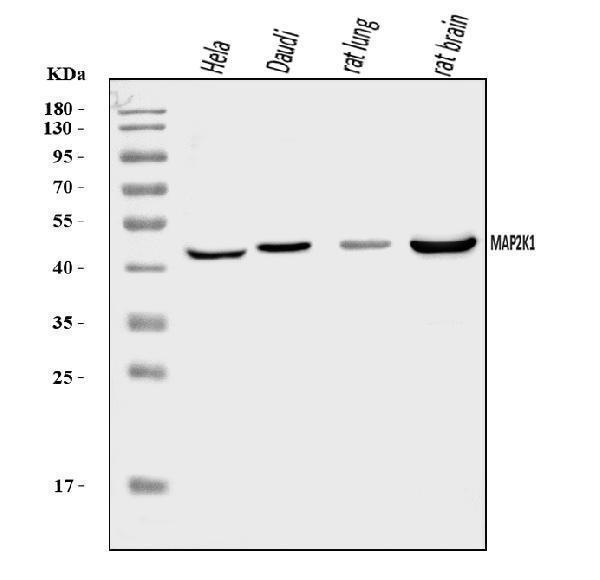 Western blot analysis of MAP2K1 using anti-MAP2K1 antibody (PA1376)