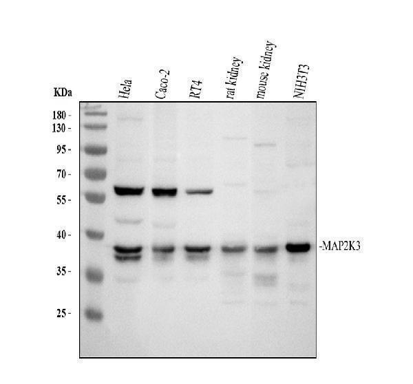 pa1377 map2k3 primary antibodies wb testing 1