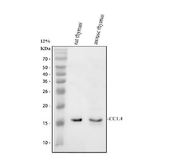 pa1379 ccl4 primary antibodies wb testing 1