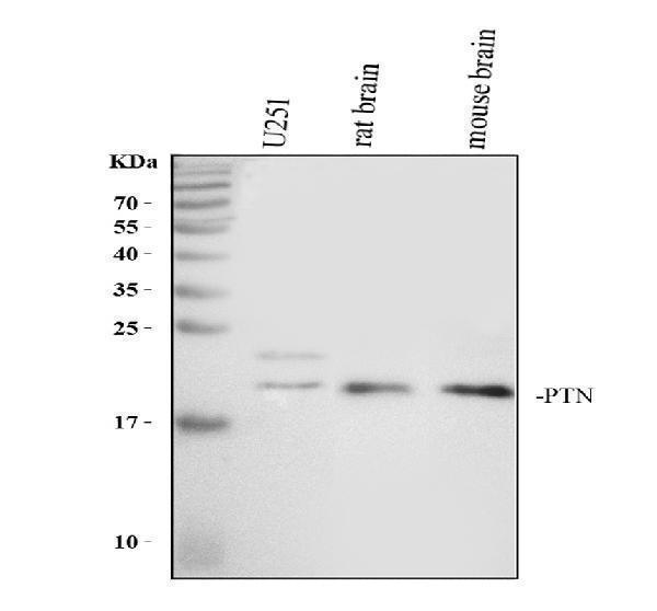 pa1414 ptn primary antibodies wb testing 1