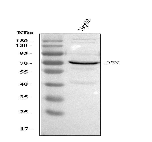  Western blot analysis of OPN/SPP1 using anti-OPN/SPP1 antibody (PA1431)