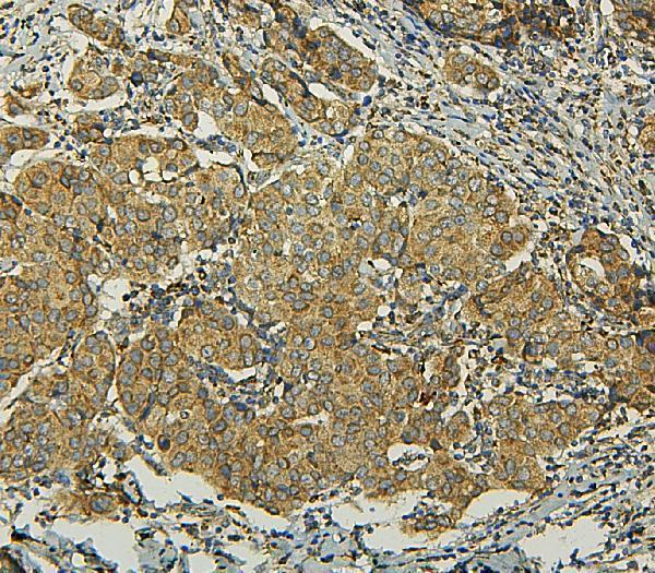 pa1437 bak1 primary antibodies ihc testing 3