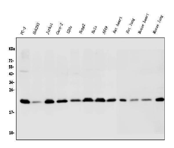 pa1437 bak1 primary antibodies wb testing 1