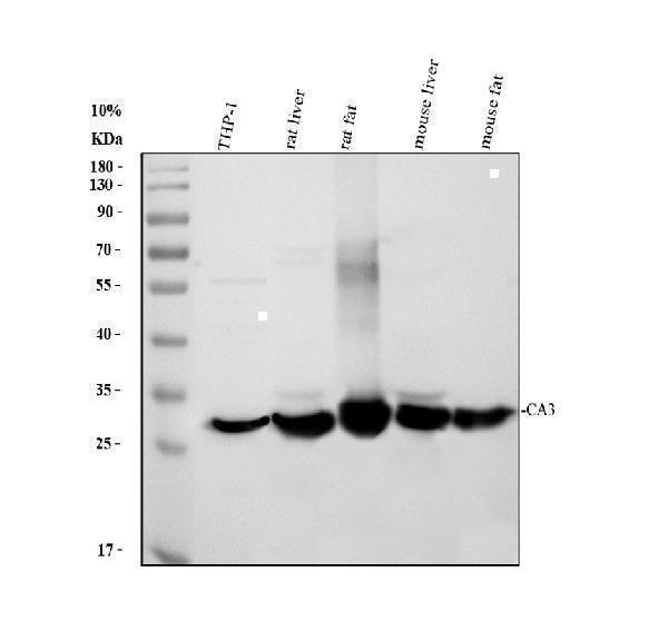 pa1439 ca3 primary antibodies wb testing 1