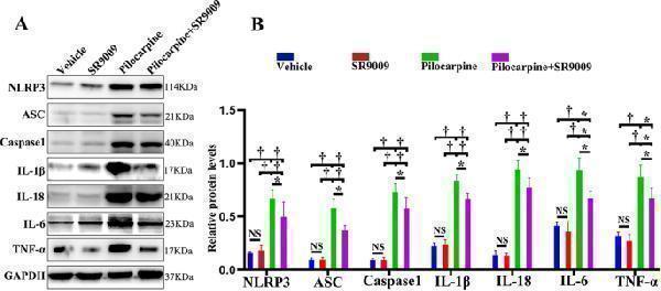 pa1440 1 12974_2020_1718_fig5_html