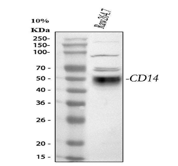  Western blot analysis of CD14 using anti-CD14 antibody (PA1443)