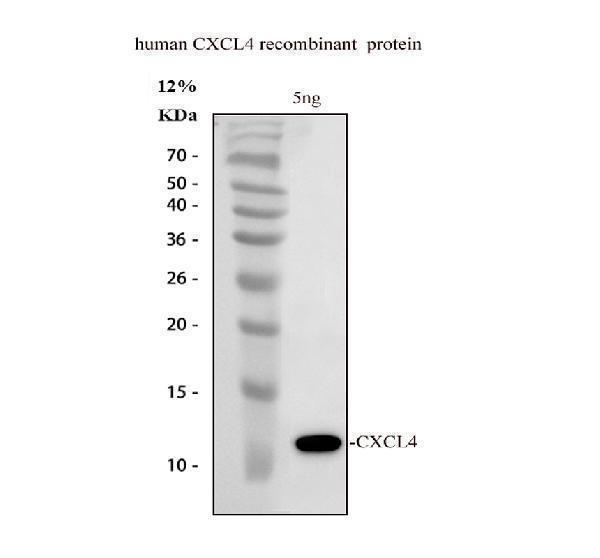 pa1446 cxcl4 primary antibodies wb testing 1