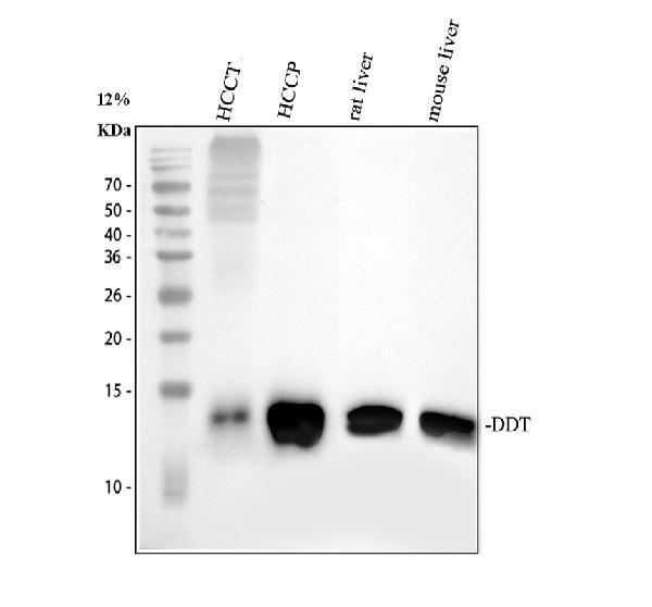 Western blot analysis of DDT using anti-DDT antibody (PA1449)
