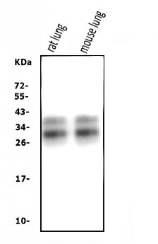 pa1458 sftpa1 primary antibodies wb testing 1
