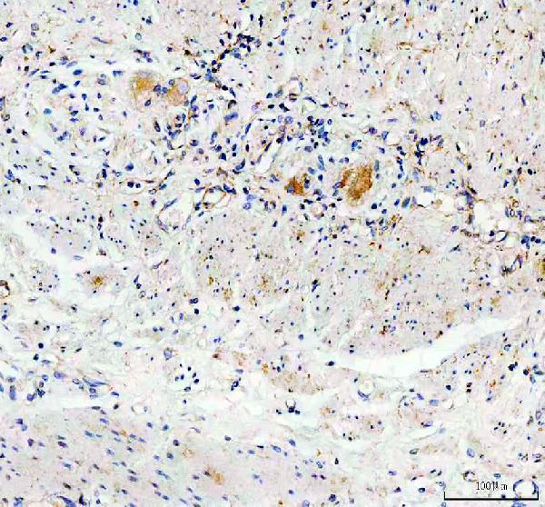 pa1465 gdnf primary antibodies ihc testing 2