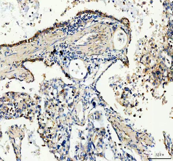 pa1465 gdnf primary antibodies ihc testing 3