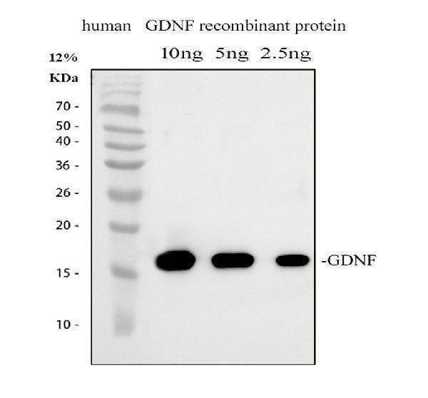 pa1465 gdnf primary antibodies wb testing 1