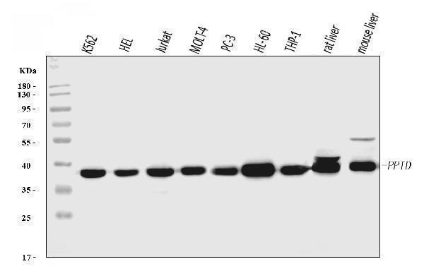pa1472 ppid primary antibodies wb testing 1