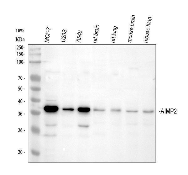pa1481 aimp2 primary antibodies wb testing 1