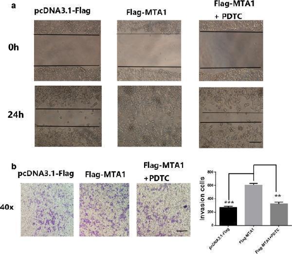 pa1483 12894_2020_731_fig5_html