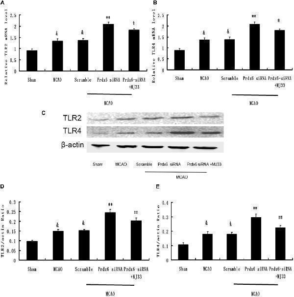 Expression of TLR2 and TLR4 in response to Prdx6 siRNA and MJ33