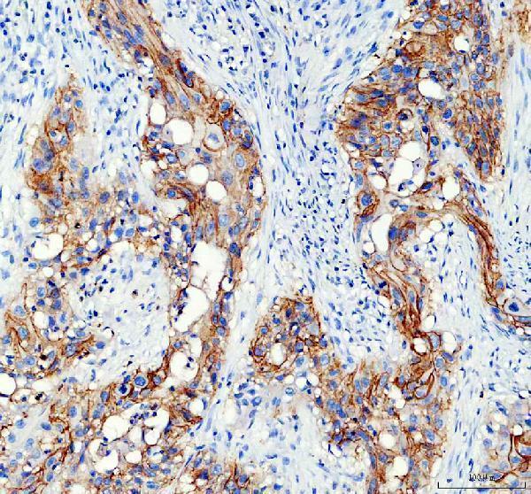 pa1488 aqp3 primary antibodies ihc testing 5