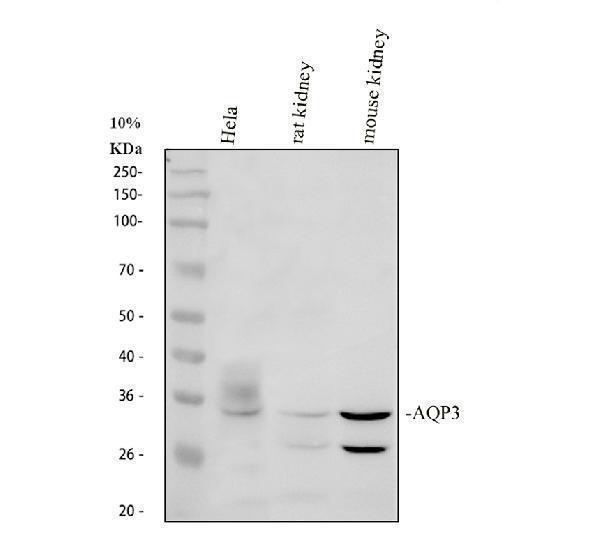 pa1488 aqp3 primary antibodies wb testing 1_2