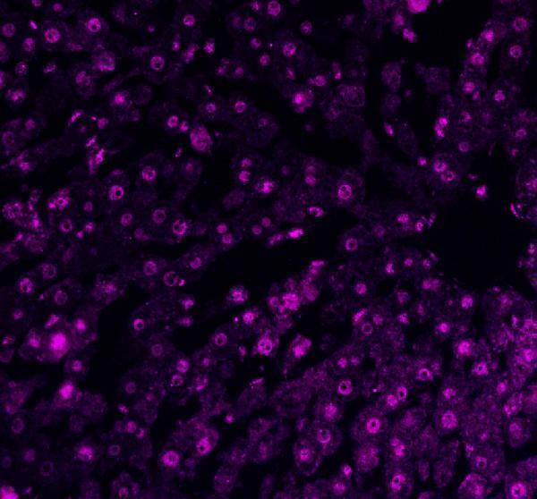 pa1494 apex1 primary antibodies if testing 9