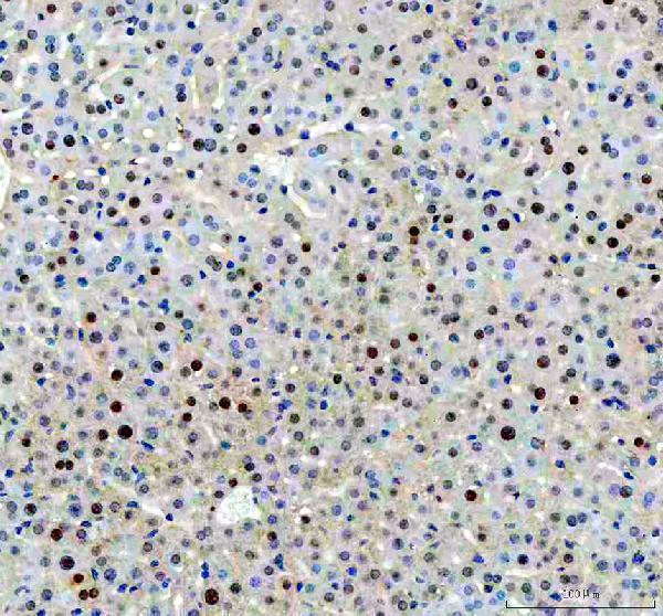 pa1494 apex1 primary antibodies ihc testing 5