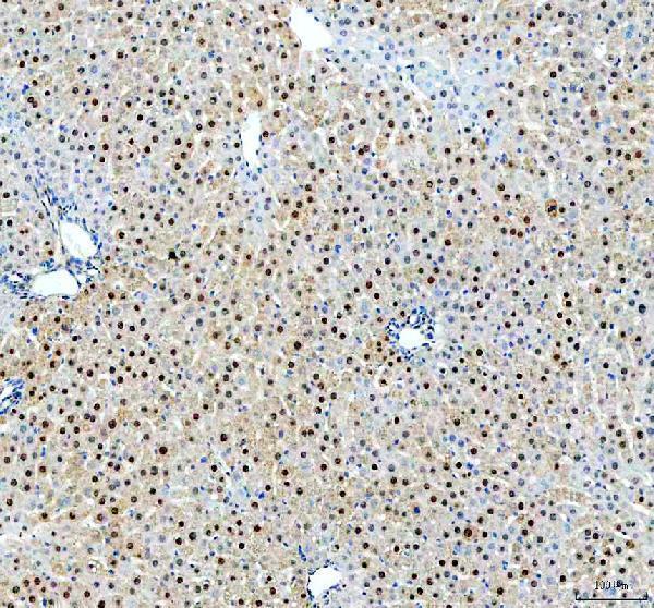 pa1494 apex1 primary antibodies ihc testing 6
