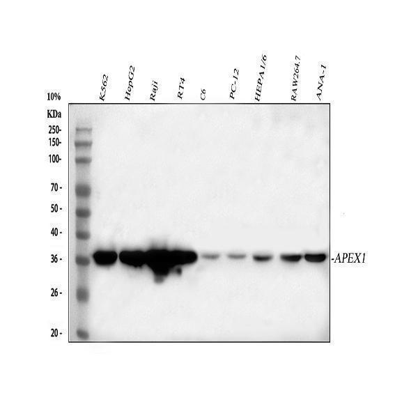  Western blot analysis of APEX1 using anti-APEX1 antibody (PA1494)