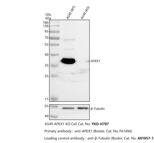 pa1494 apex1 primary antibodies wb testing 2_1